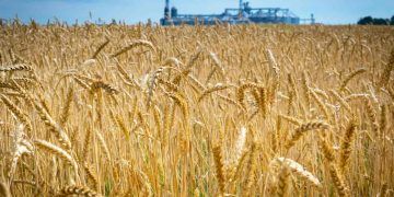 Edital da Embrapa abre venda de sementes de trigo para sistemas de sequeiro e irrigado