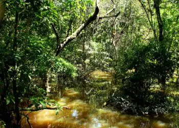 Embrapa identifica nova espécie de fungo amazônico com aplicações na agricultura