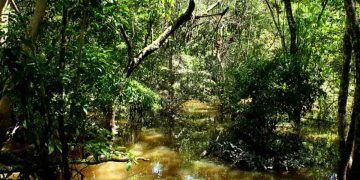 Embrapa identifica nova espécie de fungo amazônico com aplicações na agricultura