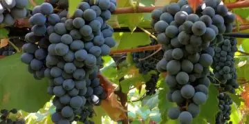 Embrapa lança duas novas uvas tintureiras para sucos e vinhos