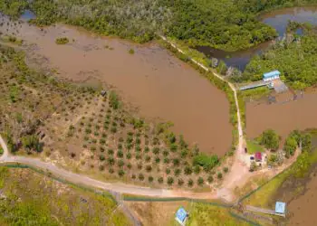 Excesso de chuva ameaça lavouras e trava produção em Minas Gerais 7 Excesso de chuva ameaça lavouras e trava produção em Minas Gerais