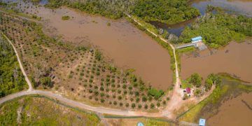 Excesso de chuva ameaça lavouras e trava produção em Minas Gerais