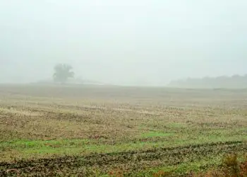 Excesso de chuva atrasa colheita de soja no norte de Mato Grosso