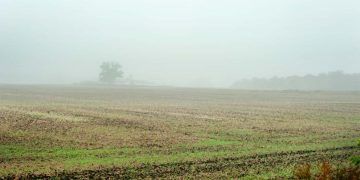 Excesso de chuva atrasa colheita de soja no norte de Mato Grosso
