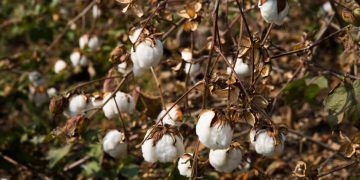 Exportações de algodão do Brasil avançam mais de 10% na safra 2025/26