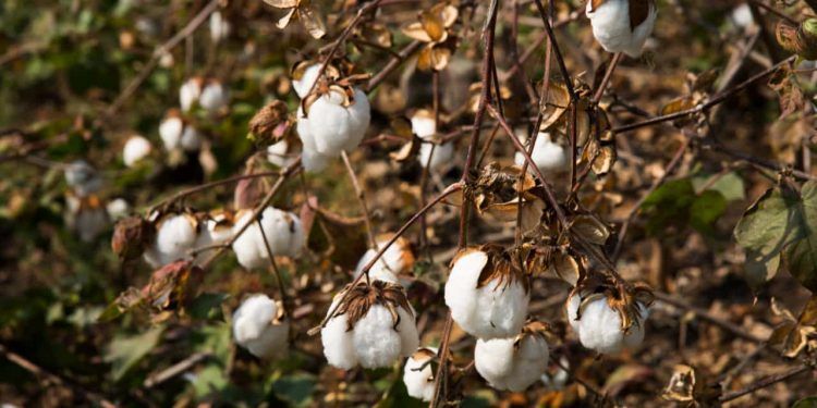 Exportações de algodão do Brasil avançam mais de 10% na safra 2025/26 1 Exportações de algodão do Brasil avançam mais de 10% na safra 2025/26