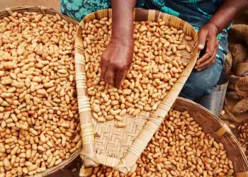 Exportações de amendoim batem recorde histórico em volume e receita 6 Exportações de amendoim batem recorde histórico em volume e receita