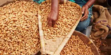 Exportações de amendoim batem recorde histórico em volume e receita