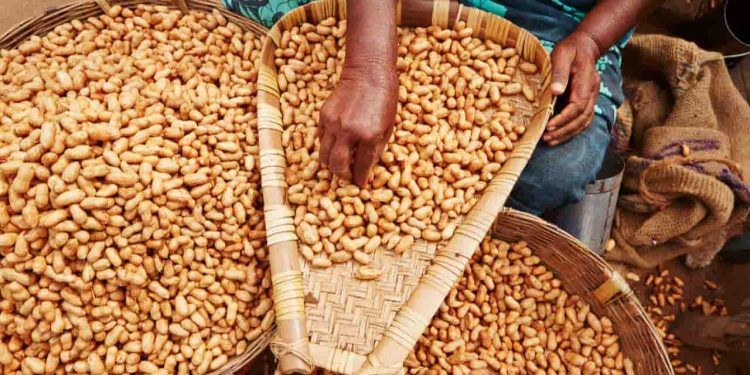 Exportações de amendoim batem recorde histórico em volume e receita 1 Exportações de amendoim batem recorde histórico em volume e receita