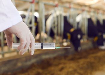 Goias alcanca maior cobertura vacinal contra brucelose bovina em cinco anos