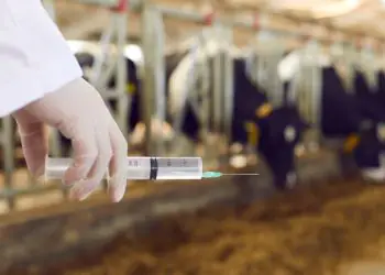 Goiás alcança maior cobertura vacinal contra brucelose bovina em cinco anos