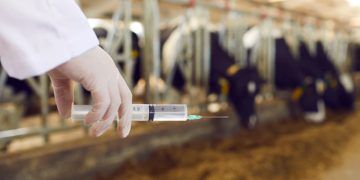 Goiás alcança maior cobertura vacinal contra brucelose bovina em cinco anos