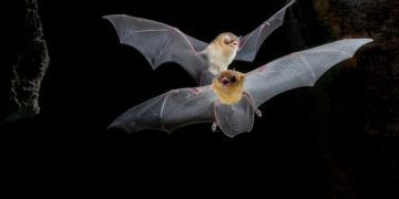 Goiás e Tocantins registram primeiras cavernas com grandes colônias de morcegos