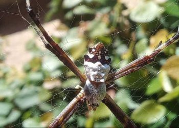 Goiás inicia marco histórico com lista estadual de espécies ameaçadas de extinção