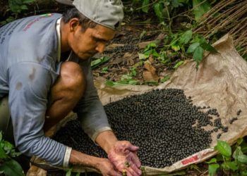Governo abre seleção de entidades para regularização ambiental na Amazônia 7 Governo abre seleção de entidades para regularização fundiária e ambiental na Amazônia