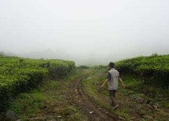 Janeiro chuvoso favorece desenvolvimento das lavouras de primeira safra