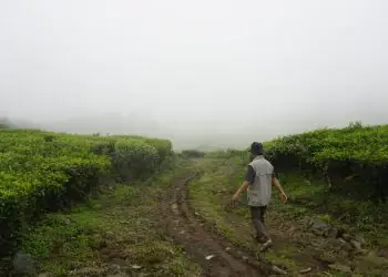 Janeiro chuvoso favorece desenvolvimento das lavouras de primeira safra