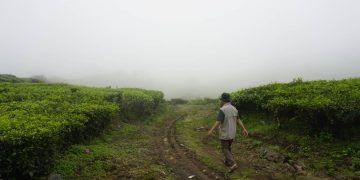 Janeiro chuvoso favorece desenvolvimento das lavouras de primeira safra