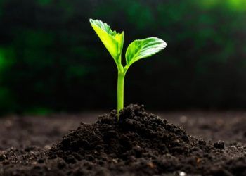 Mapa cria canal para notificacoes de suspeitas de novas pragas