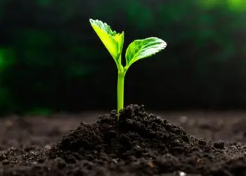 Novo canal facilita registro de notificações de pragas exóticas no país 6 Mapa cria canal para notificações de suspeitas de novas pragas