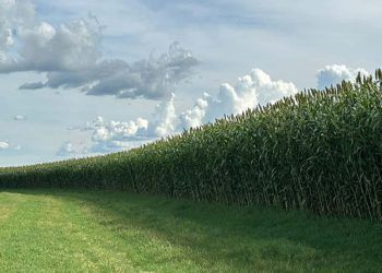 Novo sorgo forrageiro gigante amplia potencial produtivo e diversifica uso no campo