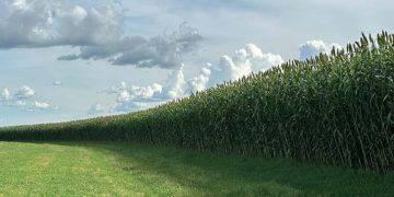 Novo sorgo forrageiro gigante amplia potencial produtivo e diversifica uso no campo