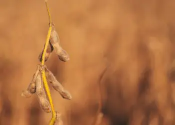 Painel do Zarc é atualizado e amplia acesso às informações de risco climático