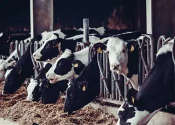 Pecuária entra em fase de alta e reduz oferta de animais, aponta CNA