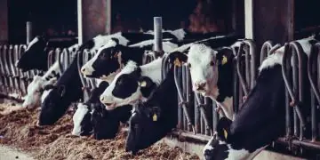 Pecuária entra em fase de alta e reduz oferta de animais, aponta CNA