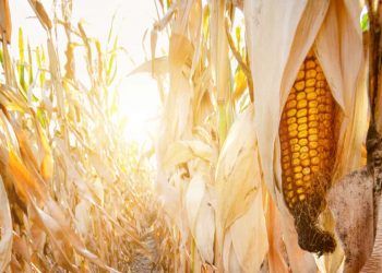 Perdas causadas pela cigarrinha-do-milho superam US$ 25 bilhões na produção nacional