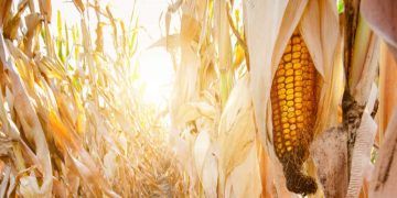 Perdas causadas pela cigarrinha-do-milho superam US$ 25 bilhões na produção nacional