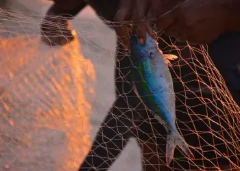 Pesca artesanal ganha selo nacional para facilitar acesso ao mercado 7 Pesca artesanal ganha selo nacional para facilitar acesso ao mercado