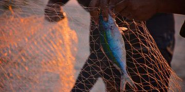 Pesca artesanal ganha selo nacional para facilitar acesso ao mercado