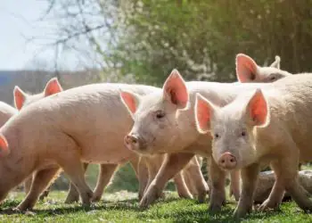 Plano sanitário mira erradicação da peste suína clássica nas regiões Norte e Nordeste