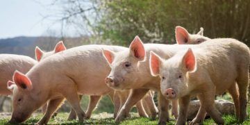 Plano sanitário mira erradicação da peste suína clássica nas regiões Norte e Nordeste