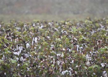 Plantio da nova safra de algodão chega à reta final com safra histórica em consolidação