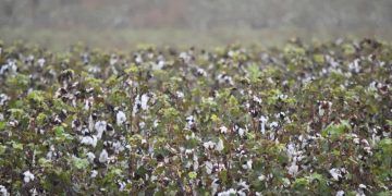 Plantio da nova safra de algodão chega à reta final com safra histórica em consolidação