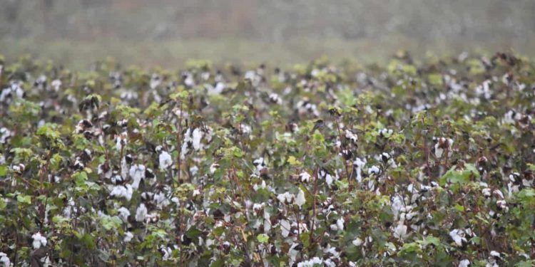 Plantio da nova safra de algodão chega à reta final com safra histórica em consolidação 1 Plantio da nova safra de algodão chega à reta final com safra histórica em consolidação