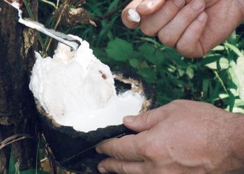 Preco da borracha natural sobe 3 em janeiro de 2026 aponta CNA