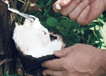 Preço da borracha natural sobe 3% em janeiro de 2026, aponta CNA 6 Preço da borracha natural sobe 3% em janeiro de 2026, aponta CNA