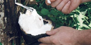 Preço da borracha natural sobe 3% em janeiro de 2026, aponta CNA