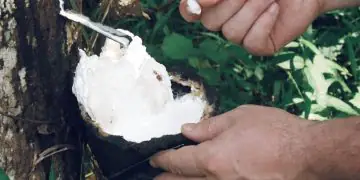 Preço da borracha natural sobe 3% em janeiro de 2026, aponta CNA