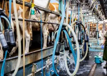 Produção de leite amplia oferta e pressiona mercado brasileiro