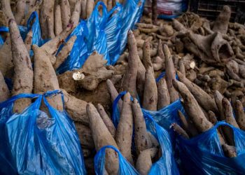 Produção de mandioca avança 15% e movimenta R$ 213 milhões em Goiás 7 Produção de mandioca avança 15% e movimenta R$ 213 milhões em Goiás