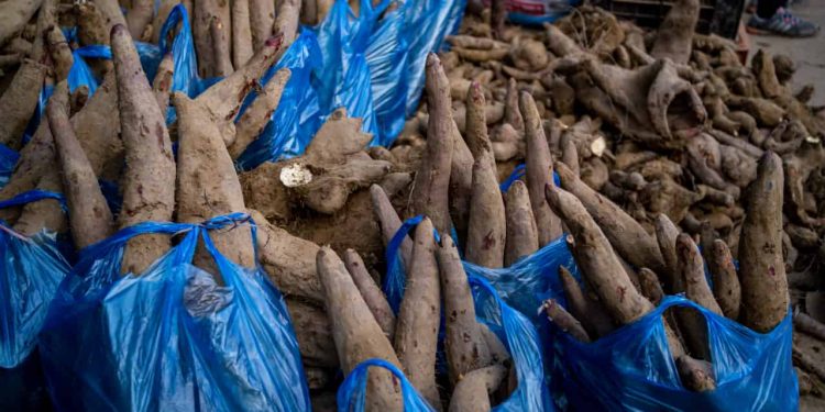 Produção de mandioca avança 15% e movimenta R$ 213 milhões em Goiás 1 Produção de mandioca avança 15% e movimenta R$ 213 milhões em Goiás