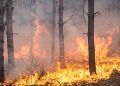Projeções indicam maior vulnerabilidade a incêndios florestais nos biomas em 2026 4 Projeções indicam maior vulnerabilidade a incêndios florestais nos biomas em 2026