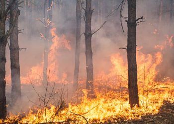 Projecoes indicam maior vulnerabilidade a incendios florestais nos biomas em 2026