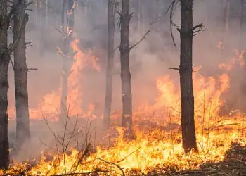 Projeções indicam maior vulnerabilidade a incêndios florestais nos biomas em 2026