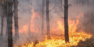 Projeções indicam maior vulnerabilidade a incêndios florestais nos biomas em 2026