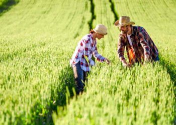 Pronaf tem novos descontos nas parcelas para agricultores familiares em fevereiro